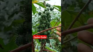 Castor fruits  🎄 🍓  Castor plant and its fruits  shorts viralvideo [upl. by Noiroc]