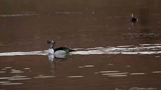 Knob billed duck birds Nagaur marwar Rajasthan [upl. by Anel35]