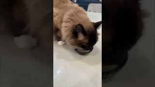 Cute Coco the Cat Loves Her Bone Broth Soup  Arizona Cuddly Ragdoll Cats shorts [upl. by Orual]