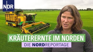 Aromatisch amp würzig leckere Küchenkräuter aus Niedersachsen  Die Nordreportage  NDR [upl. by Neelrac]