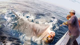 How to Fishermen Longline Fishing Tuna And Shark Catch Thousands of Monster Fish The Big boat [upl. by Palocz]