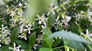 Star jasmine Trachelospermum jasminoides care tips for fantastic evergreen easy to grow vine [upl. by Audi]