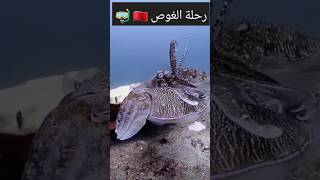 رحلة الغوص من أعماق البحار مغربيفيالغربة بحر beach travel div [upl. by Euqinahc]