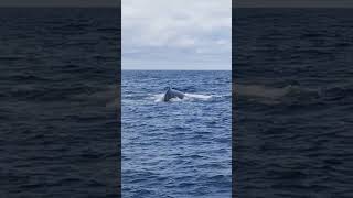 A little warbler joins us on our whale watch trip today watching a hunting humpback whale fyp [upl. by Pangaro]