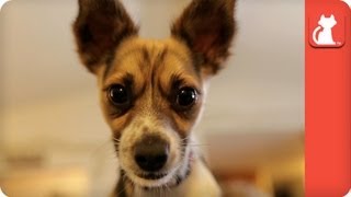 Dog Viciously attacked by Coyote  Tails of Survival [upl. by Sesilu]