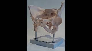 Human Anatomy Model Female Pelvis anatomy humananatomy artsy educational lunganatomy medical [upl. by Uy]