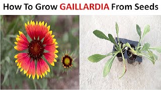 How to grow Gaillardia from seeds Stepbystep [upl. by Candace]