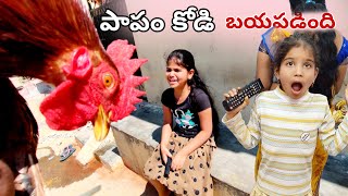 ఈసారి మాత్రం video మాములుగా ఉండదు పోండి  కోడి వీళ్ళ అరుపులకే  బయపడింది 🐓 పాపం [upl. by Anahcar]