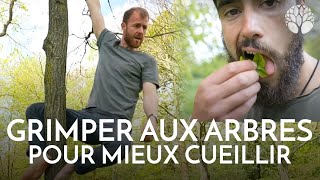 Comment grimper aux arbres pour la cueillette  LeoUrban [upl. by Rasmussen]