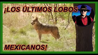 Últimos Lobos Mexicanos [upl. by Ricard]