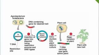 Agrobacterium Mediated Gene Transfer Ti PlasmidTDNA [upl. by Louie766]