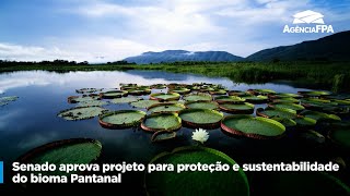 SENADO APROVA PROJETO PARA PROTEÇÃO E SUSTENTABILIDADE DO BIOMA PANTANAL [upl. by Yreffoeg896]