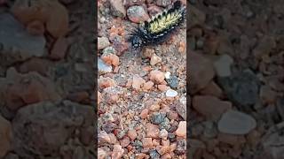 Video of a creepy caterpillar [upl. by Iman]