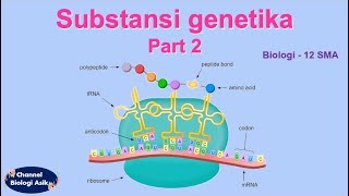 Substansi genetika part 2 Replikasi DNA dan Sintesis protein  Biologi kelas 12 SMA [upl. by Juditha]