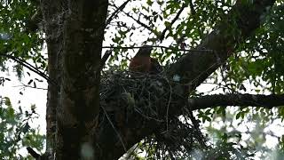 Bobette Accidentally Scares Bob Silly  Redshouldered Hawk [upl. by Eilesor]