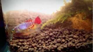 My Killifish [upl. by Nadnarb]