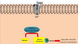 Mechanism of action for Calcium Channel Antagonists [upl. by Inej]