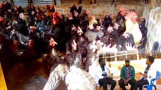 BA LUBWAMA POULTRY PROJECT Enkoko enganda Tuzifunyemu Obuggaga [upl. by Yeltihw527]