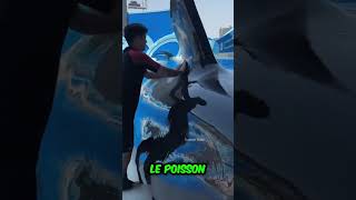 Cette baleine géante émerge au parc aquatique [upl. by Auqinaj]