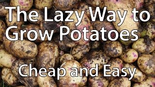 How to Grow Potatoes the Lazy Way Youll Never Need to Dig Again [upl. by Burck803]