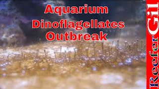 How To Treat DinoflagellatesSaltwater Aquarium [upl. by Barbie]