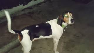 Treeing Walker Coonhound Jax Scared of His Shadow [upl. by Rehtul]