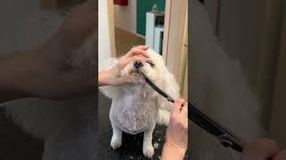 Bichon pet trim [upl. by Doralyn]