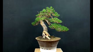 Michelangelo Bonsai Spot [upl. by Culhert]