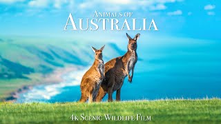 Animals of Australia 4K  Scenic Wildlife Film With Calming Music [upl. by Charlot405]