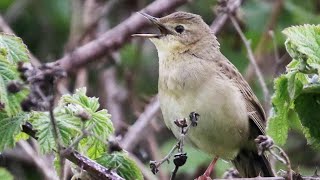 Common Grasshopper Warbler Song  Locustella naevia [upl. by Medardas]