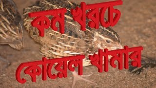 low budget quail farm  চট্টগ্রামে কোয়েল খামার দিতে চাইলে যোগাযোগ করুন 01812390985 [upl. by Hervey]