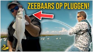 WIJ VANGEN EEN MONSTER ZEEBAARS  Vissen met pluggen in de Europoort [upl. by Lauber]