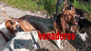 En busca del Venado Perros de cacería perros venaderos HUNTING DOGS [upl. by Ella]