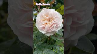 Emily Bronte  D Austin rose  Standard Tree rose English Rose rose rosegarden garden gardening [upl. by Schoening]