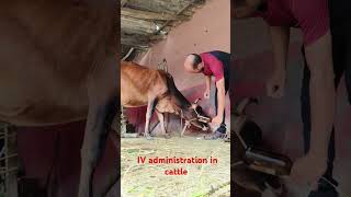 intravenous infusion of calcium and phosphorus in jugular veins in cattle without shedding blood [upl. by Nauht324]