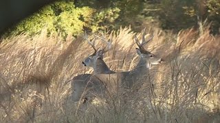 Arkansas Wildlife  S1E6 2016 Deer Season Outlook Acorn Wildlife Superfood and Deer Recipe [upl. by Aranahs]