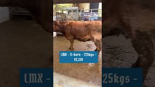 €2130 LMX dry cow Balla Mart  2023 [upl. by Etac843]