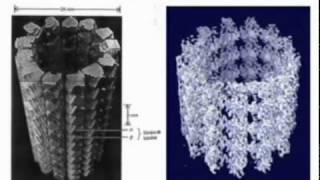 LES MICROTUBULES [upl. by Piggy]