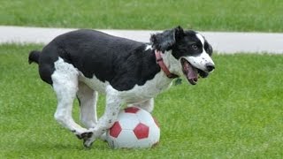 Dogs Playing SoccerFootball [upl. by Thurmann]