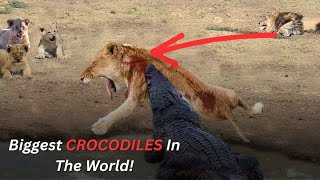 5 BIGGEST Crocodiles In The World  You Wont Believe [upl. by Ymmat]