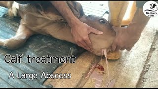 Removing pus from large abscess on calf jawsrilankandairyfarmer6385 [upl. by Thagard126]