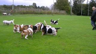 Scottish Basset Hound Walk At Forfar Loch [upl. by Eerized785]