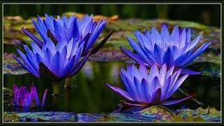 Ancient Egyptian Blue Lotus [upl. by Ahsilahs232]