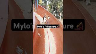 Mylos Adventure 🎢 ytshorts beaglepuppy trendingsong viralvideo adventure doglover cute [upl. by Etnovahs822]