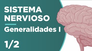 GENERALIDADES del SISTEMA NERVIOSO  Parte 1 Anatomía ¡Fácil y cortito  Unani 🧠😉 [upl. by Eiliah]