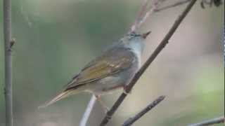 Palelegged Leafwarbler Phylloscopus tenellipes [upl. by Nilyahs]