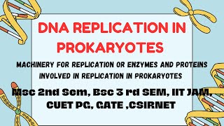 DNA Replication in Prokaryotes  Part 1 Enzymes Csirnet Gate IIT JAM CUET PG Bsc 3rd SemMsc [upl. by Annabelle854]