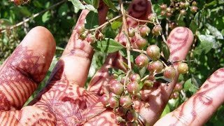 How to grow Henna Mehandi plant amp Uses [upl. by Landes]