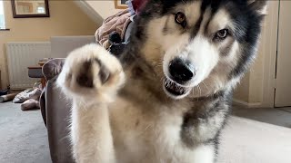 My Husky is In A Mood With Me He Gets The Paws Out [upl. by Bart]