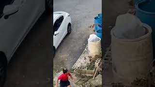 Lha kok lari ayo main 🐏funnyvideo funnyshorts [upl. by Nica480]